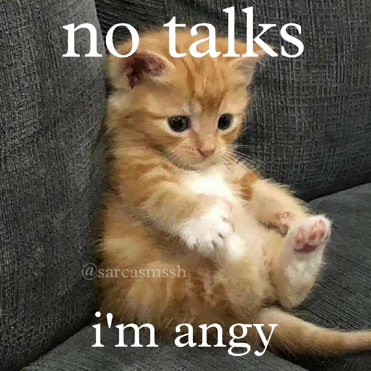 Angy. 😾 Follow @catwithmic for daily cat memes and videos DM