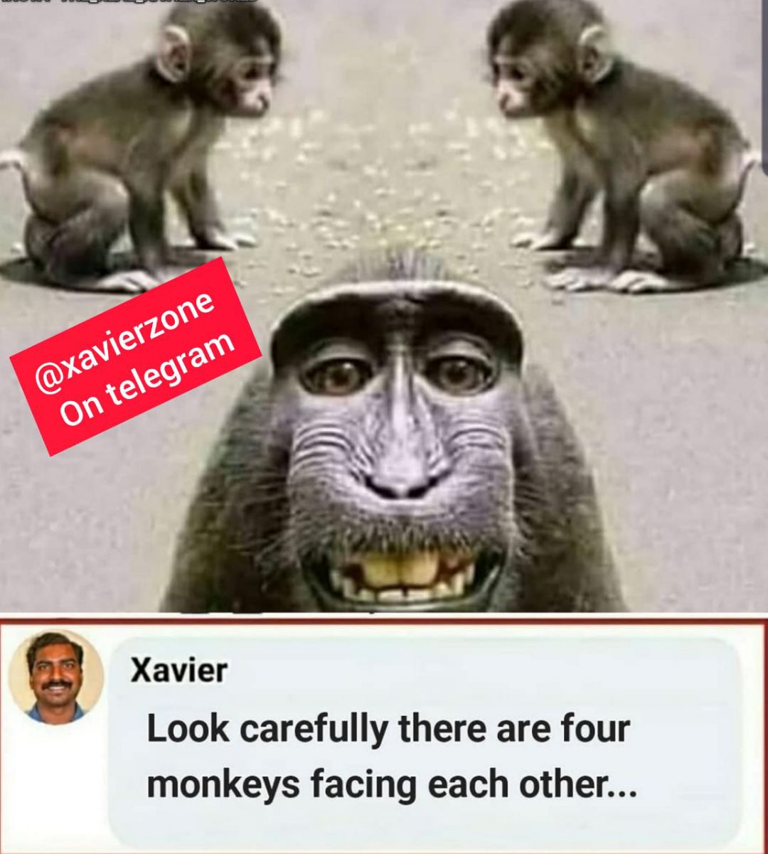 Meme - Look three monkey are facing each other